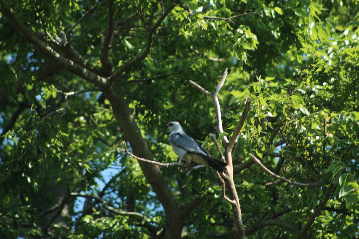 Mississippi Kite - Benedict Lickona