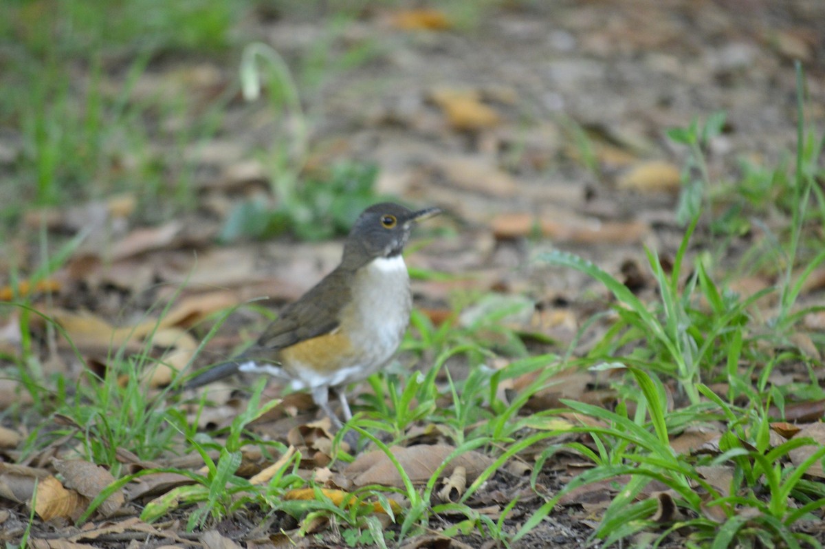 White-necked Thrush - ML169996191