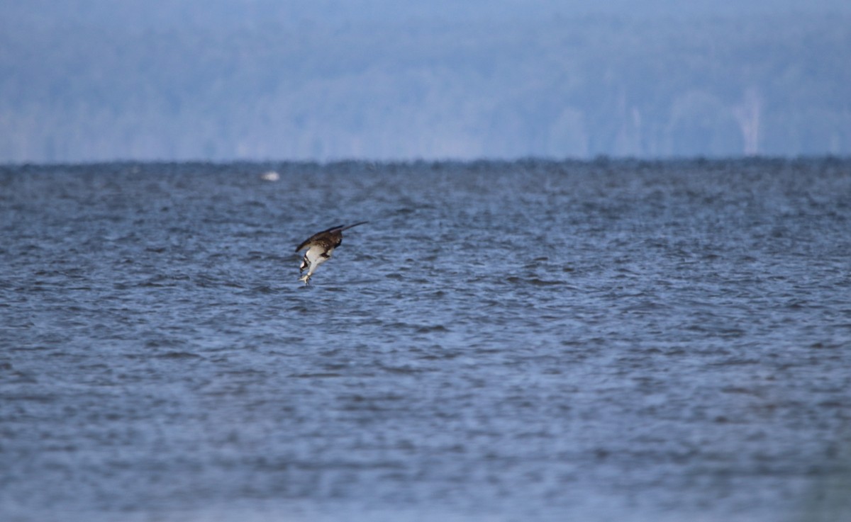 Águila Pescadora - ML169996391