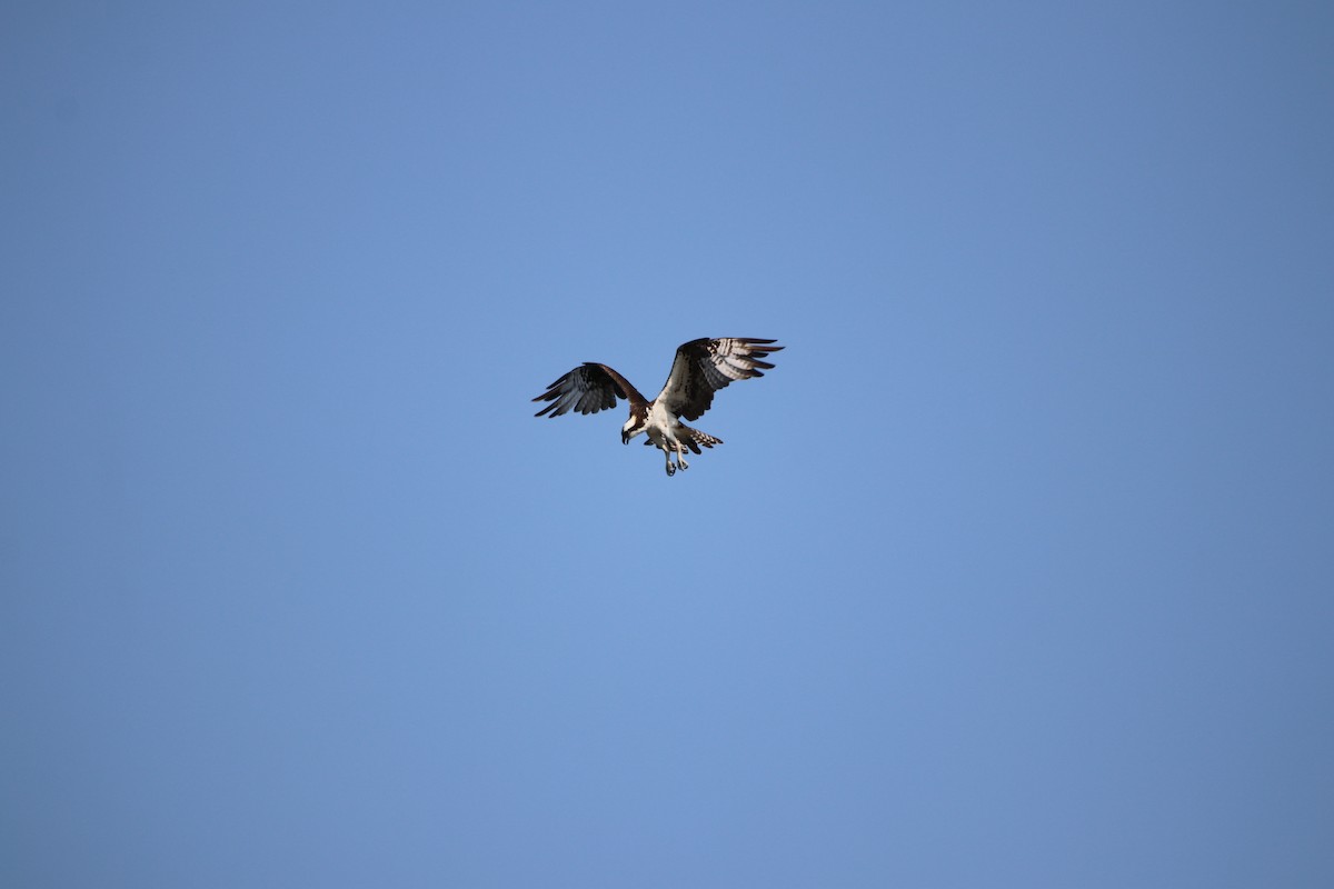 Águila Pescadora - ML169996421