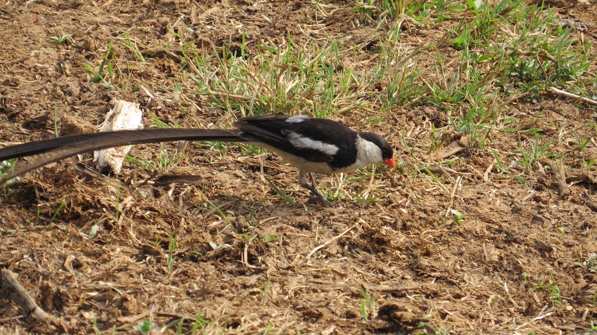 Pin-tailed Whydah - ML169996461