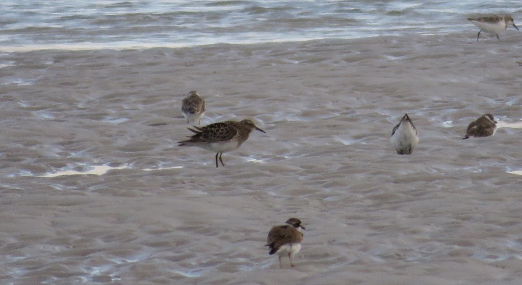 Pectoral Sandpiper - ML169999671