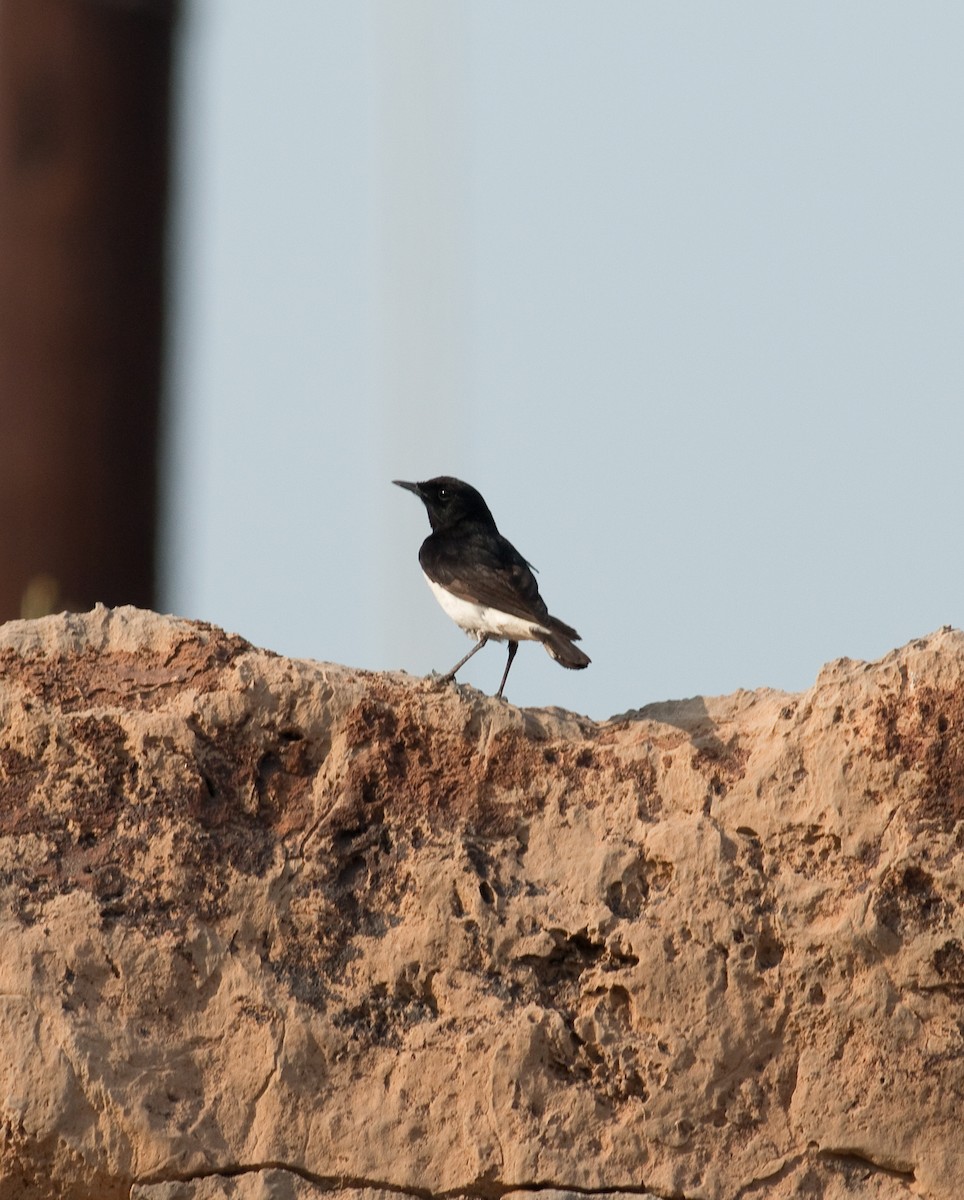 Hume's Wheatear - ML169999771