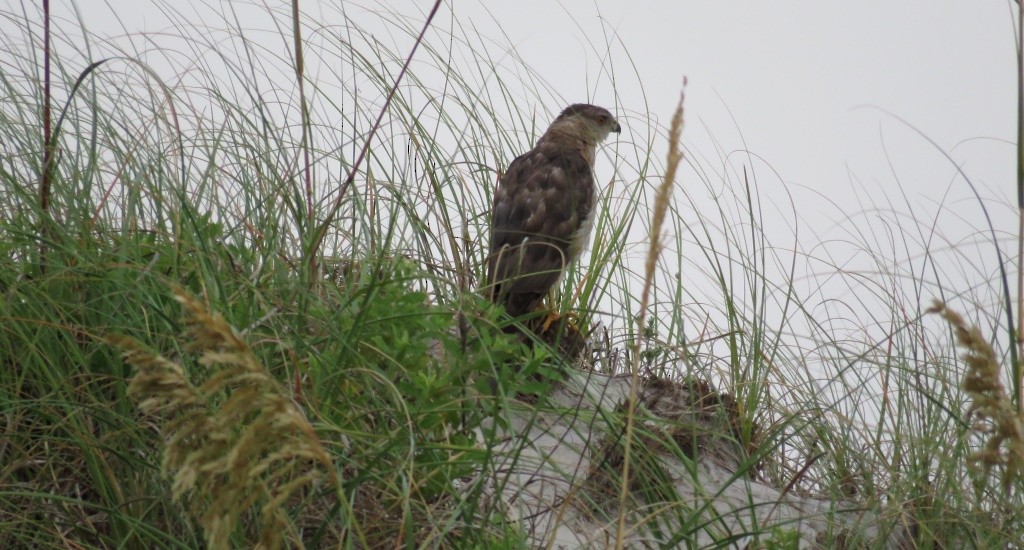 Cooper's Hawk - Sam Cooper