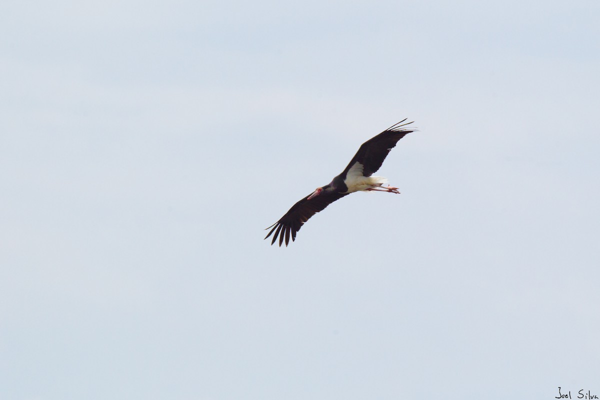 Black Stork - ML170000021