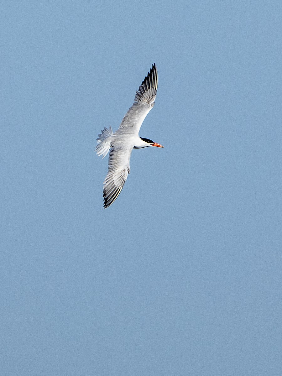 Морин хараалай - ML170000421