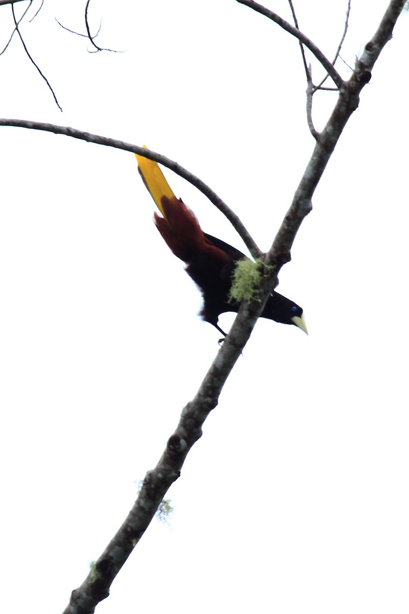 Crested Oropendola - ML170001001