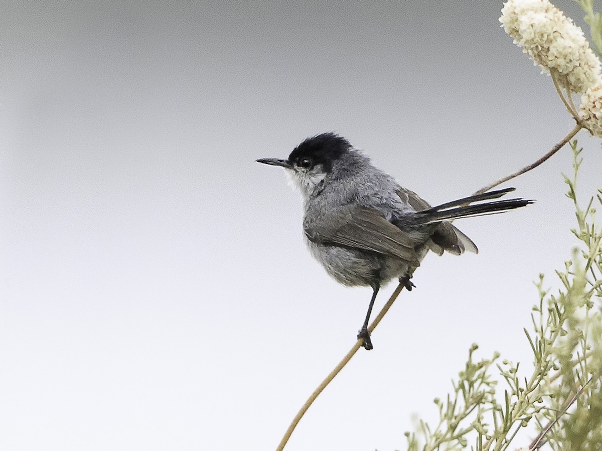 California Gnatcatcher - ML170001241
