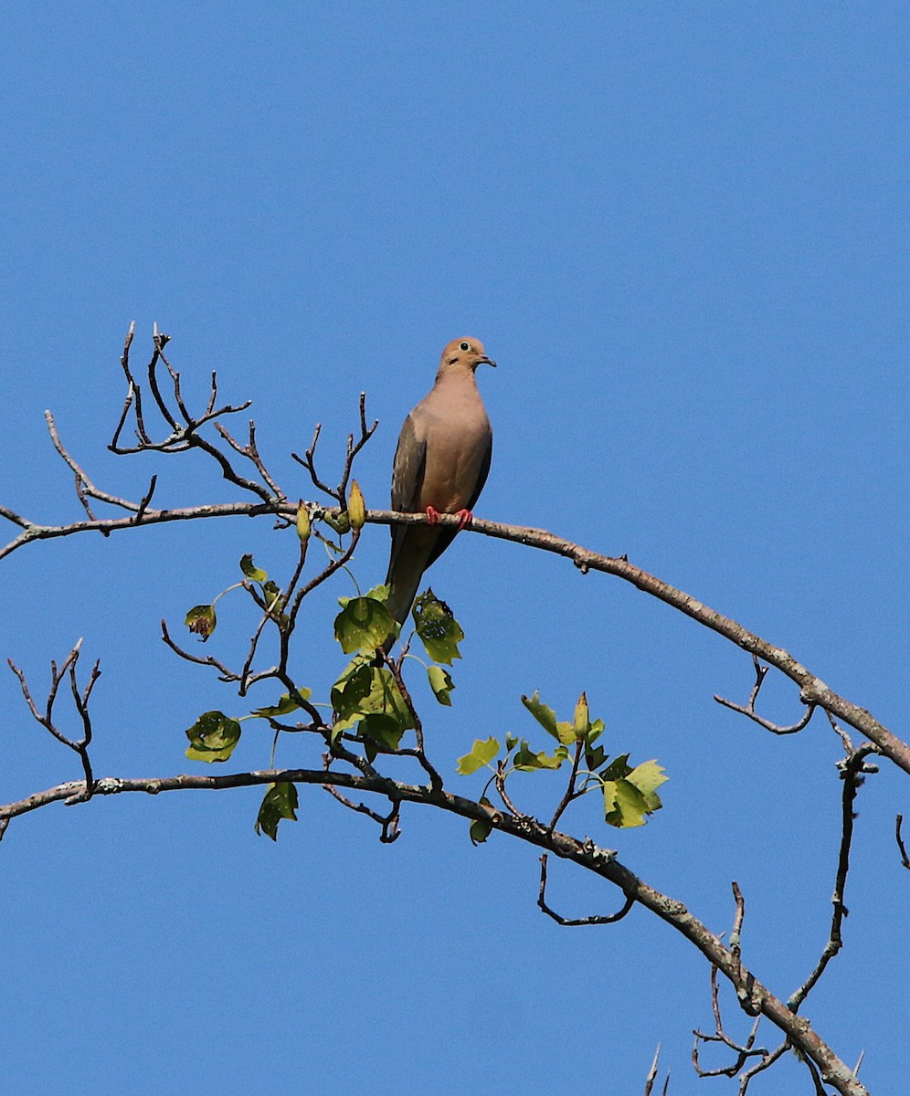 Mourning Dove - ML170001981