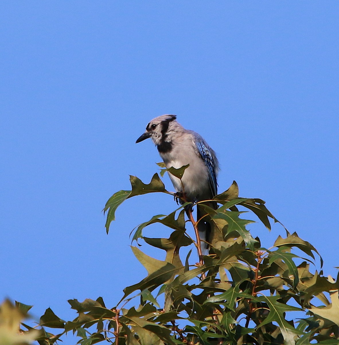 Blue Jay - ML170002131