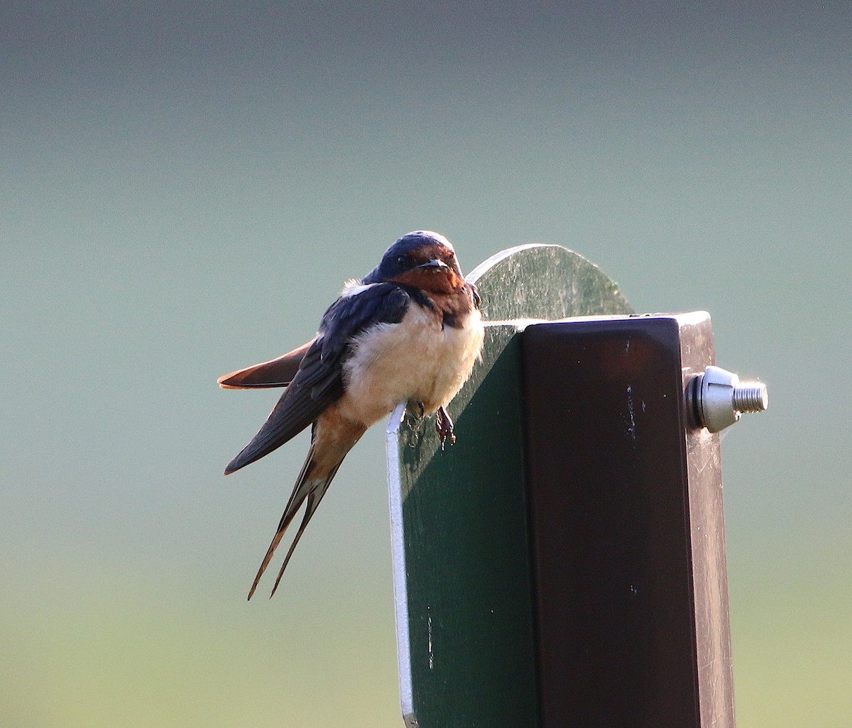 Barn Swallow - ML170002191