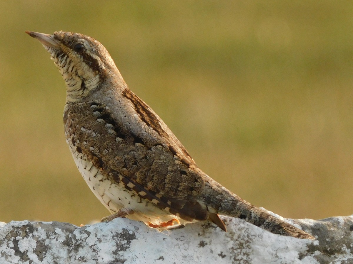 Eurasian Wryneck - ML170002291