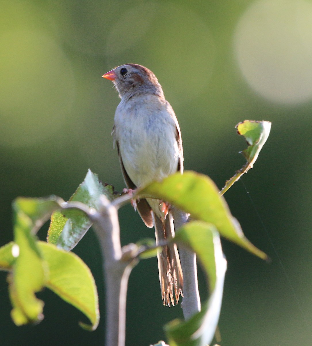Field Sparrow - ML170002311