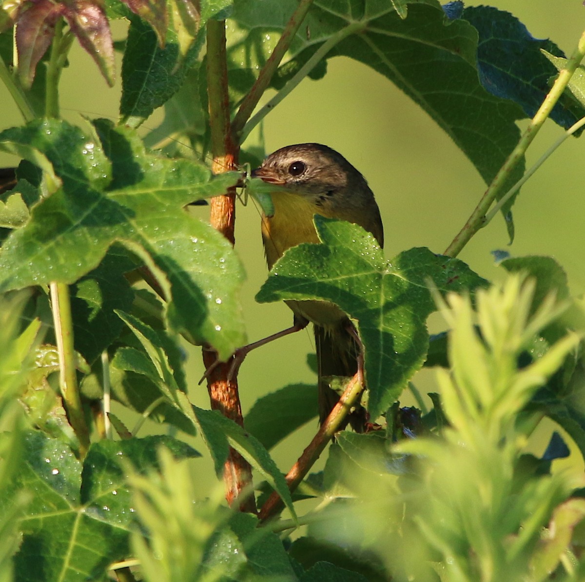 Common Yellowthroat - ML170002411