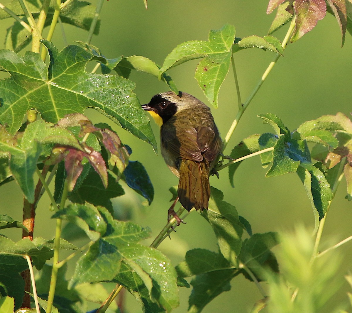 Common Yellowthroat - ML170002651