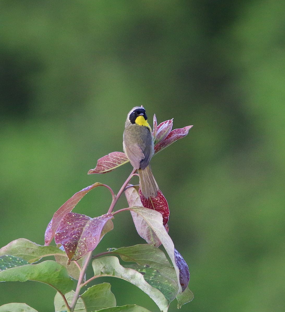 Common Yellowthroat - ML170002721