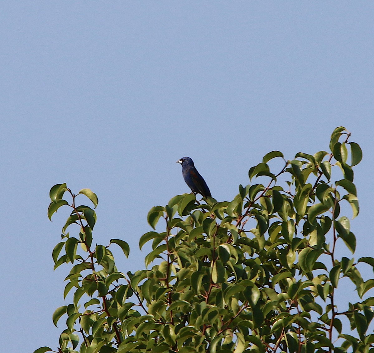 Blue Grosbeak - ML170002751