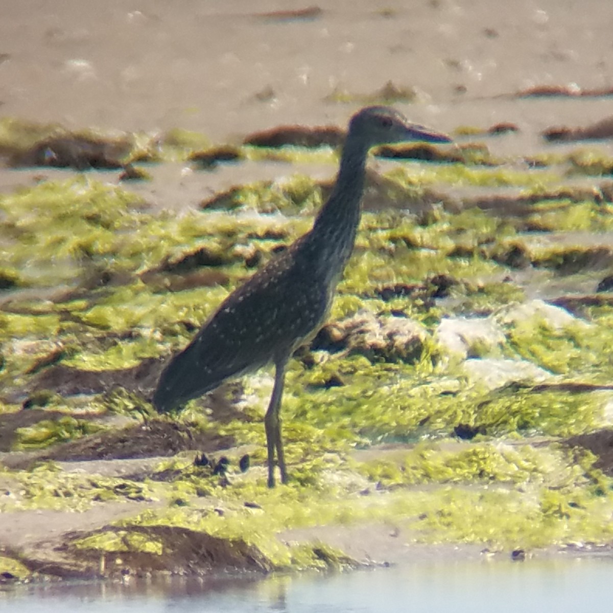 Yellow-crowned Night Heron - ML170006071