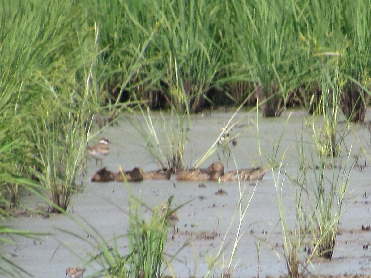 Blue-winged Teal - ML170006821