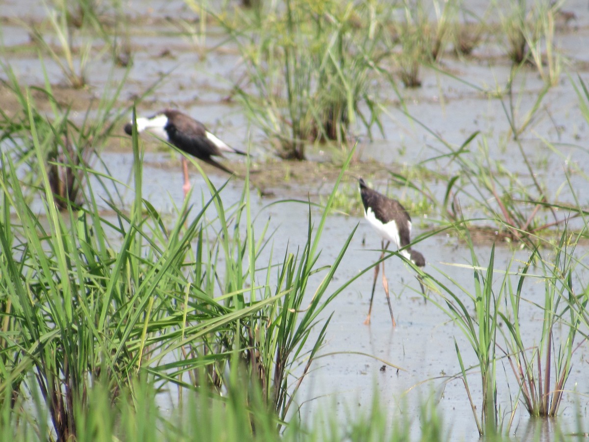 Black-necked Stilt - Kent S. Freeman