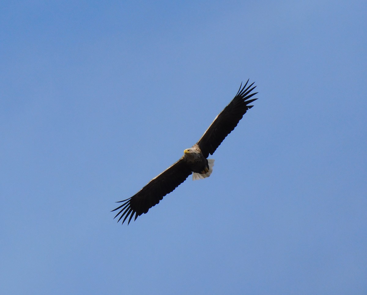 White-tailed Eagle - ML170011531