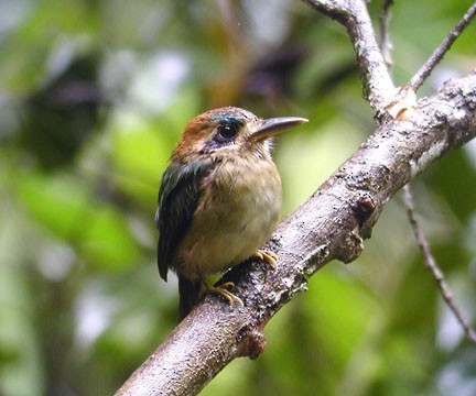 Zwergmotmot - ML170011791