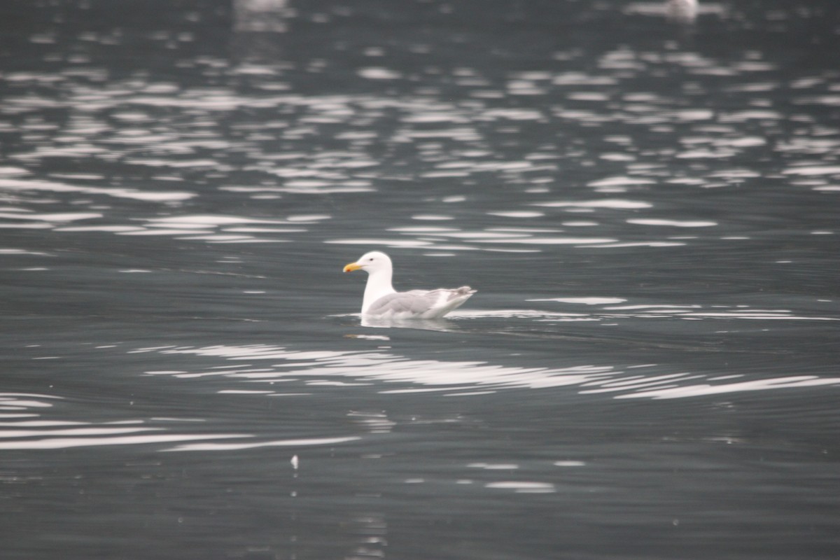 Glaucous-winged Gull - Michael Akresh