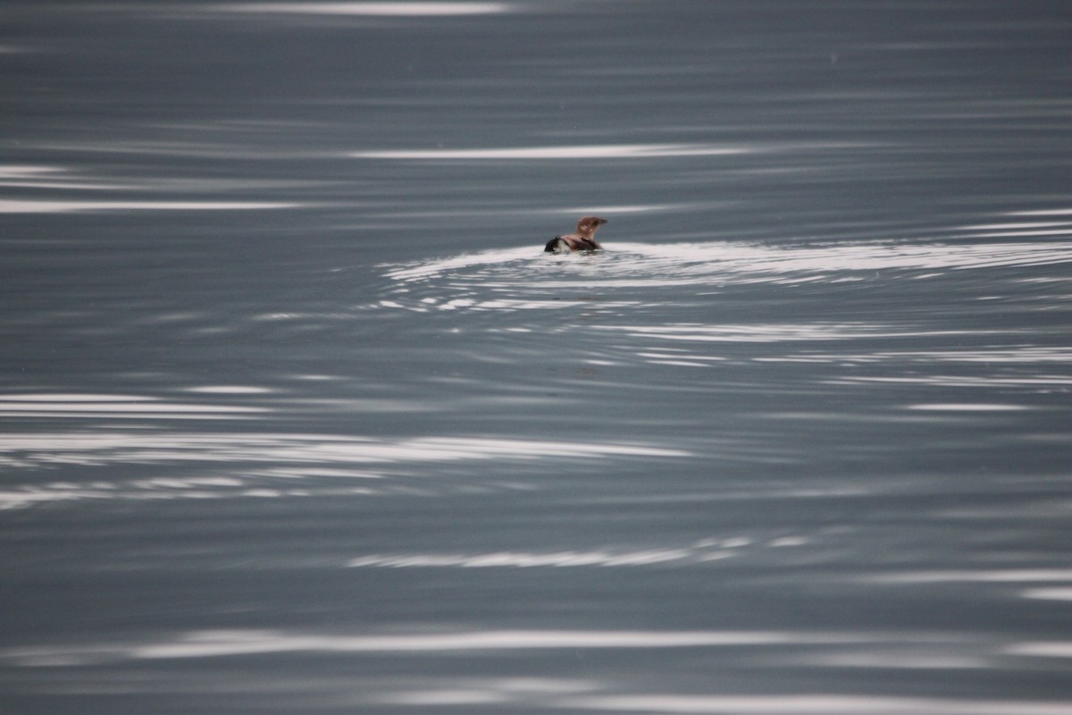 Marbled Murrelet - ML170012161