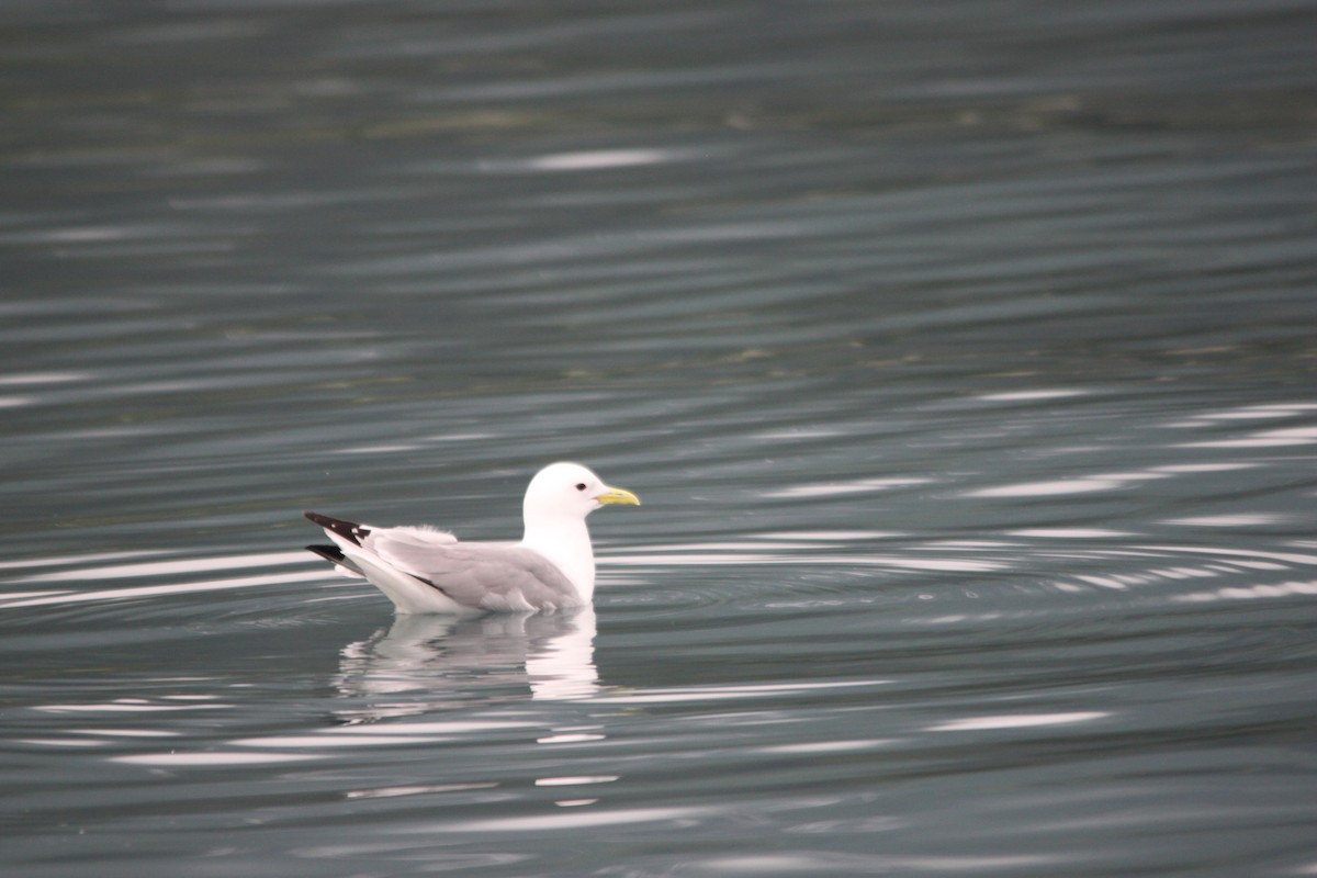 Black-legged Kittiwake - ML170012261