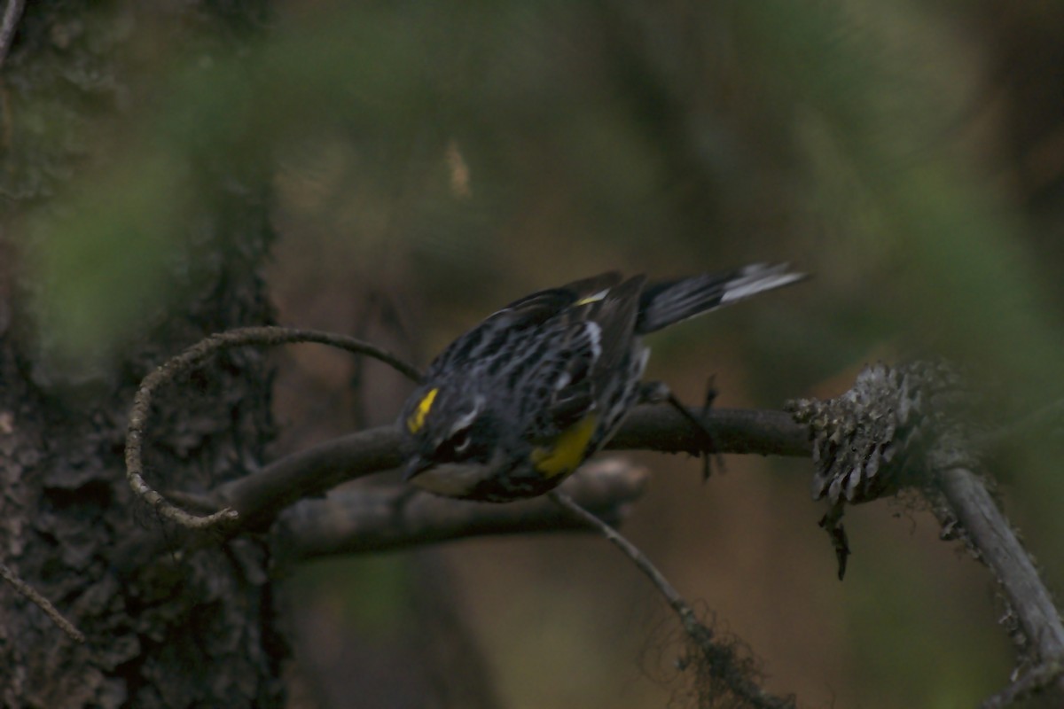 Kronenwaldsänger - ML170015281