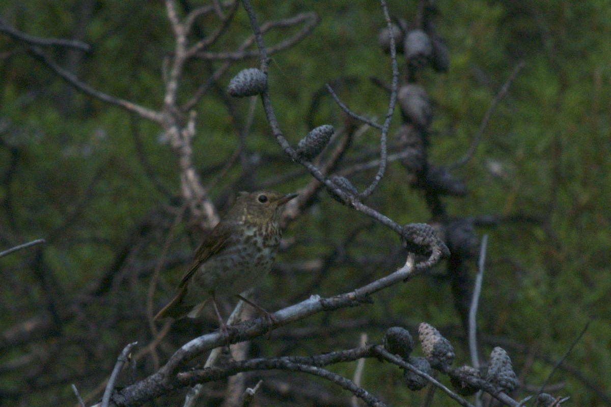 Zwergmusendrossel - ML170015351