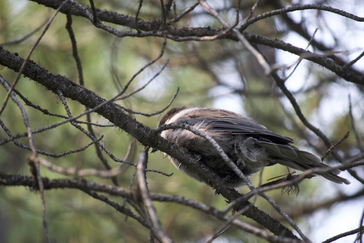 Meisenhäher - ML170015521