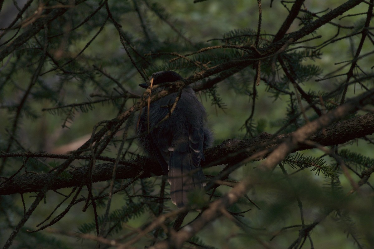 Meisenhäher - ML170015531