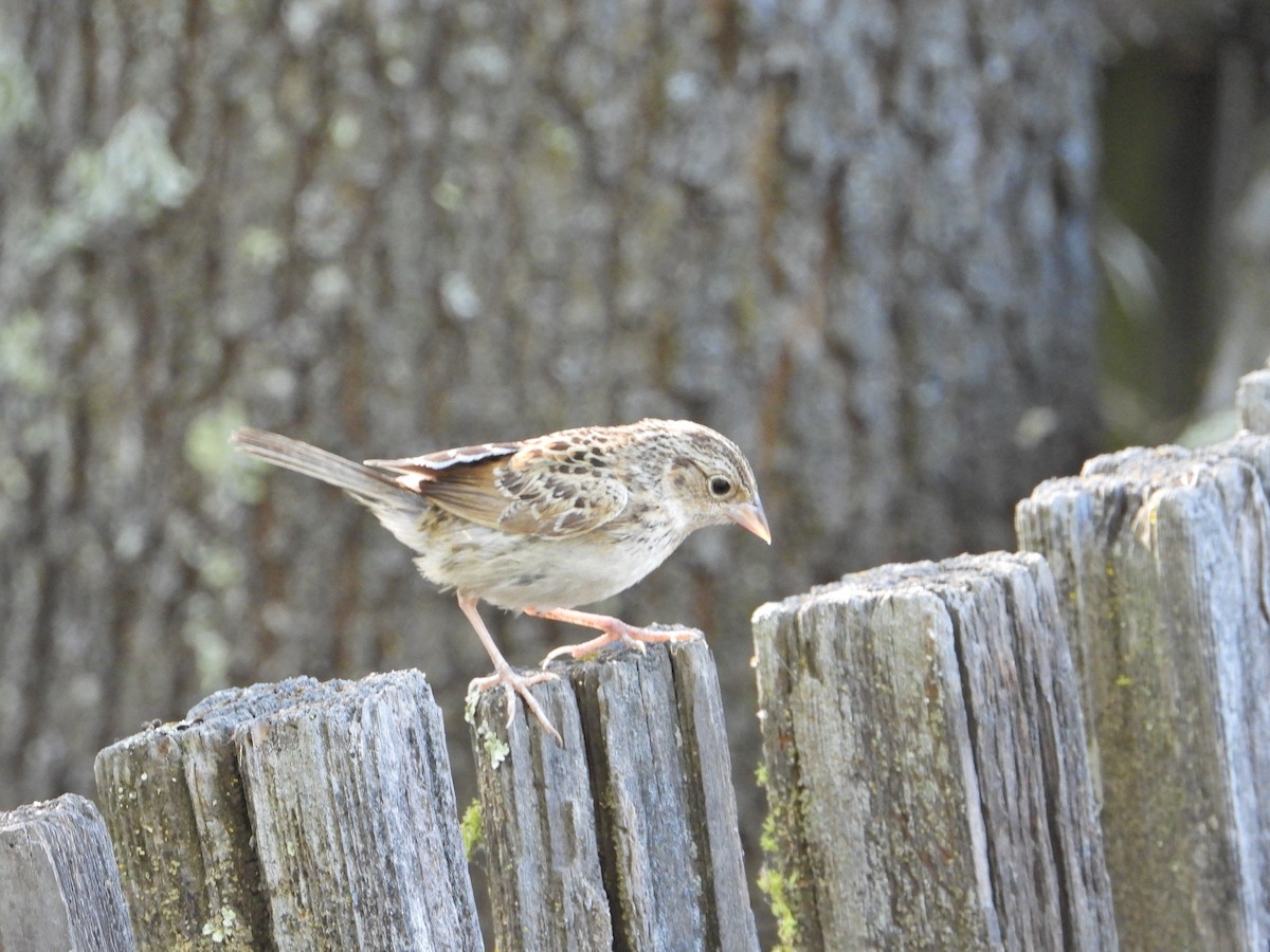 Grasshopper Sparrow - Bill Holland
