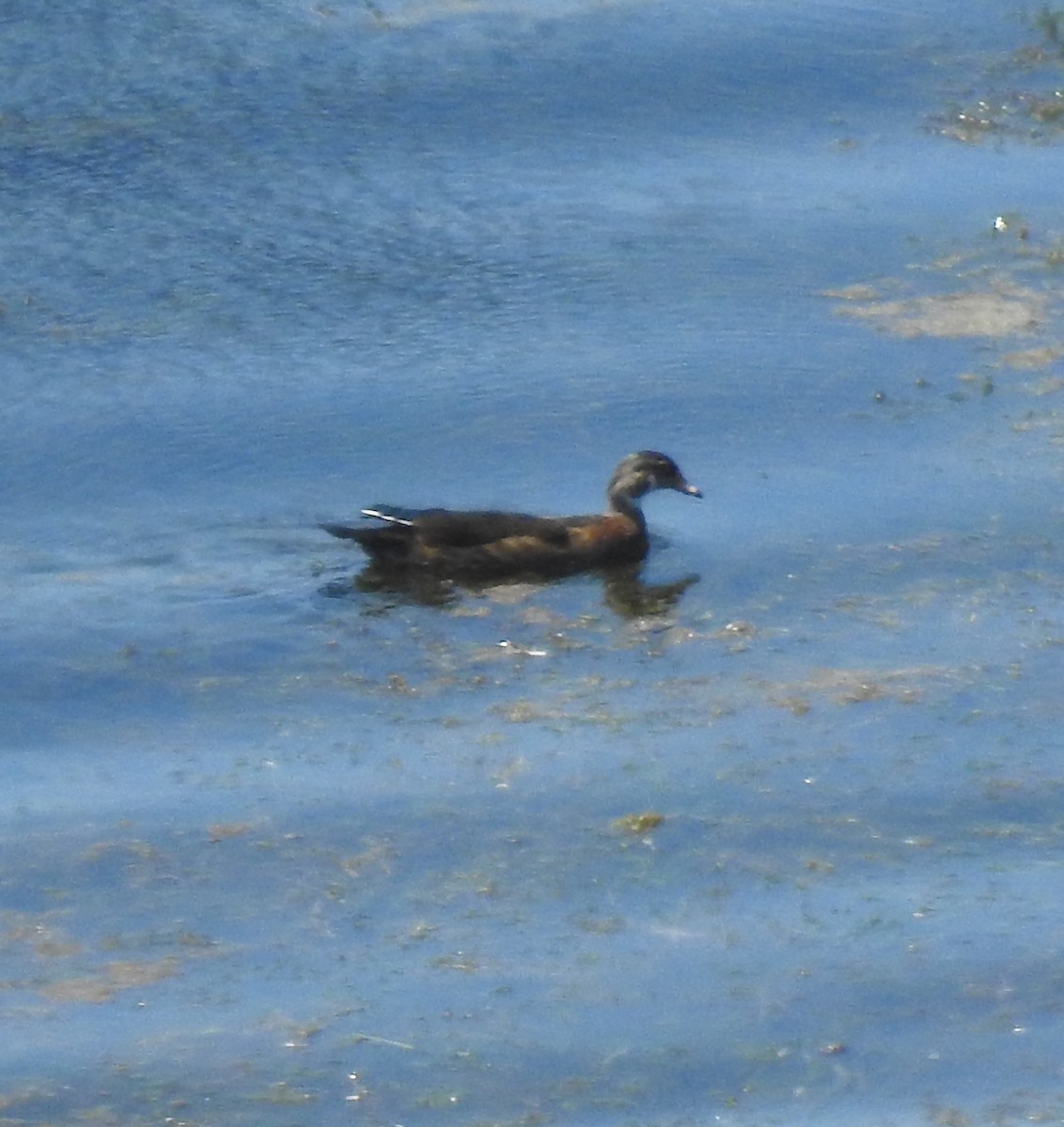 Wood Duck - ML170019031