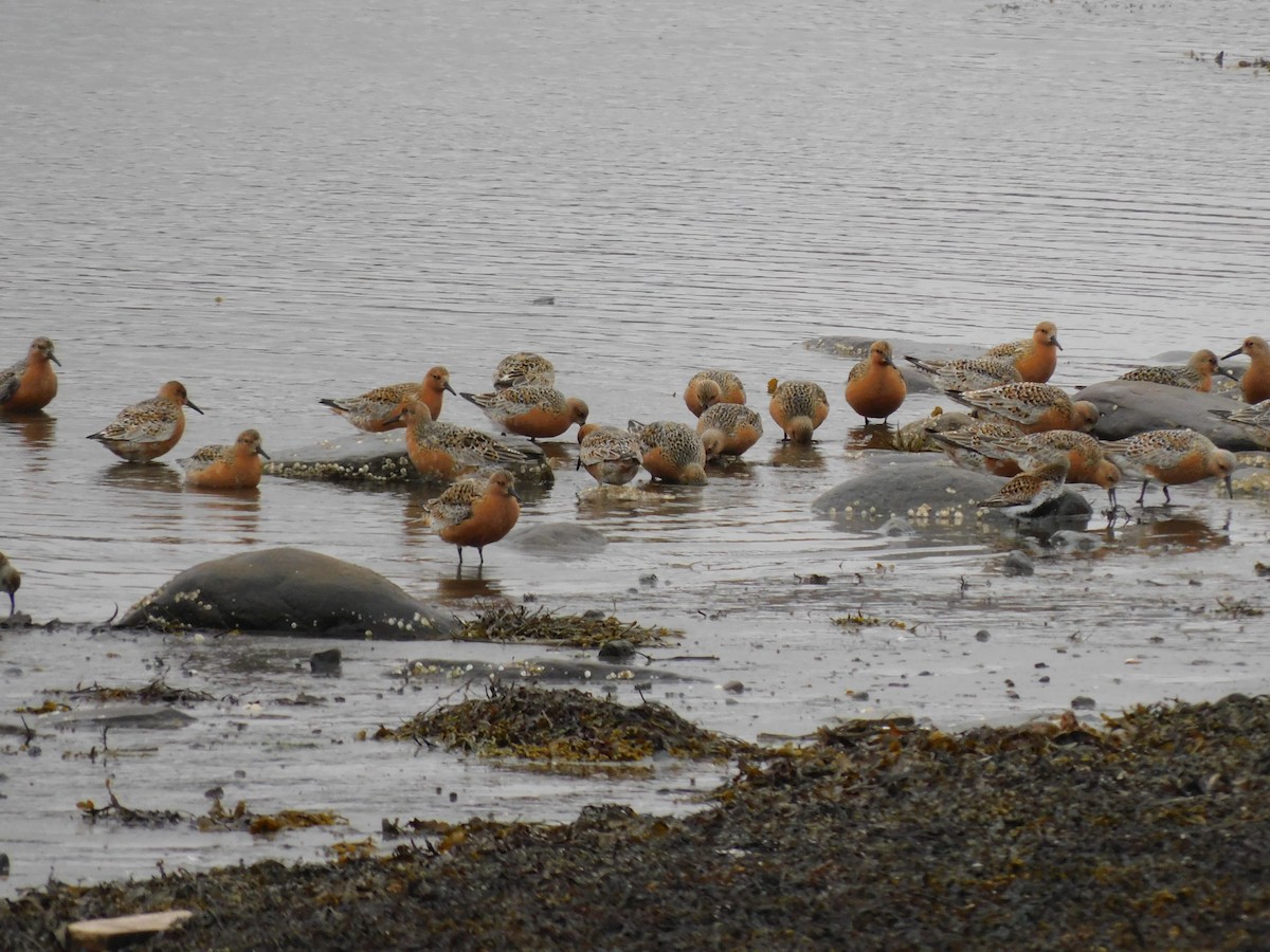 Red Knot - ML170022101