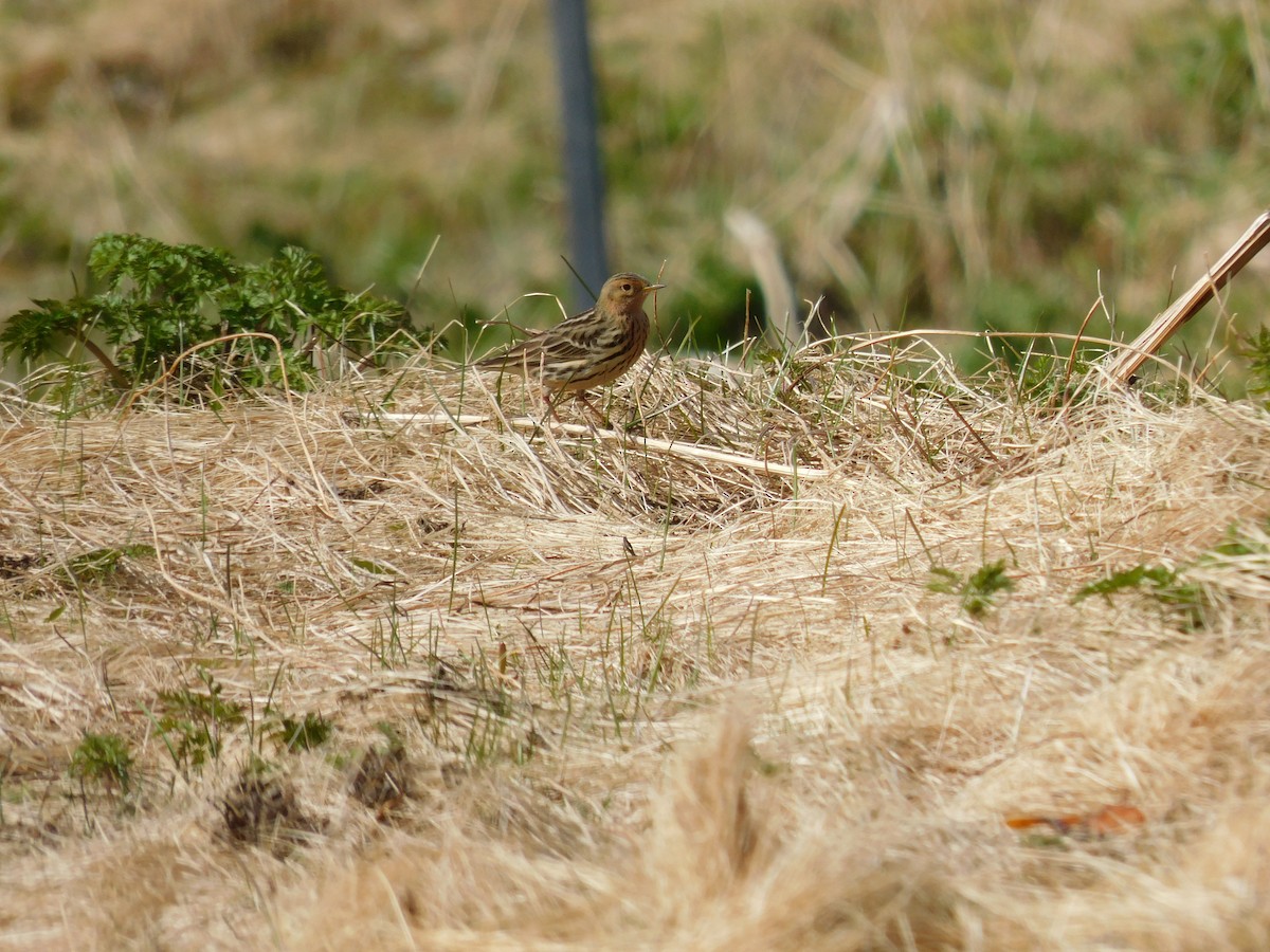 Red-throated Pipit - ML170022701
