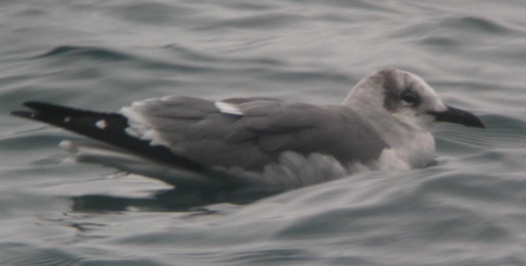 Laughing Gull - ML170023771