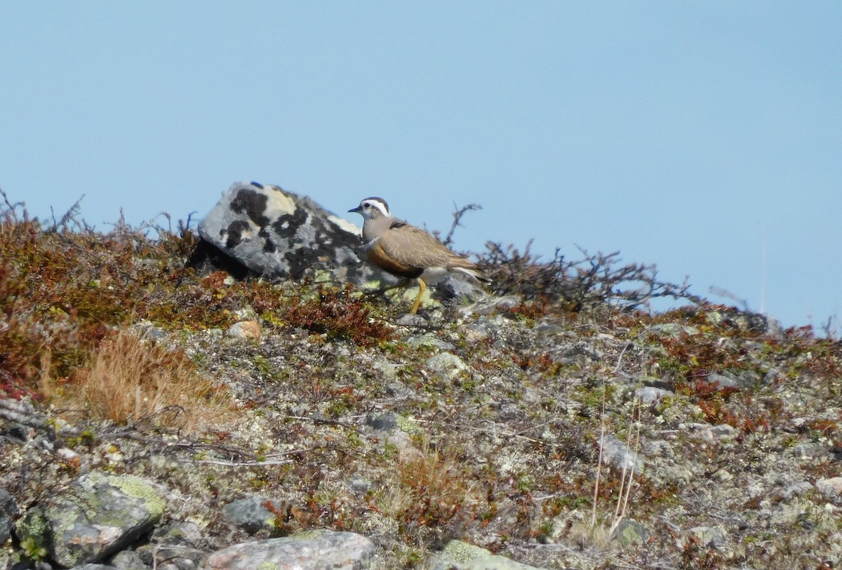 Eurasian Dotterel - ML170024571