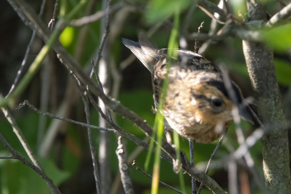 Saltmarsh Sparrow - ML170025381