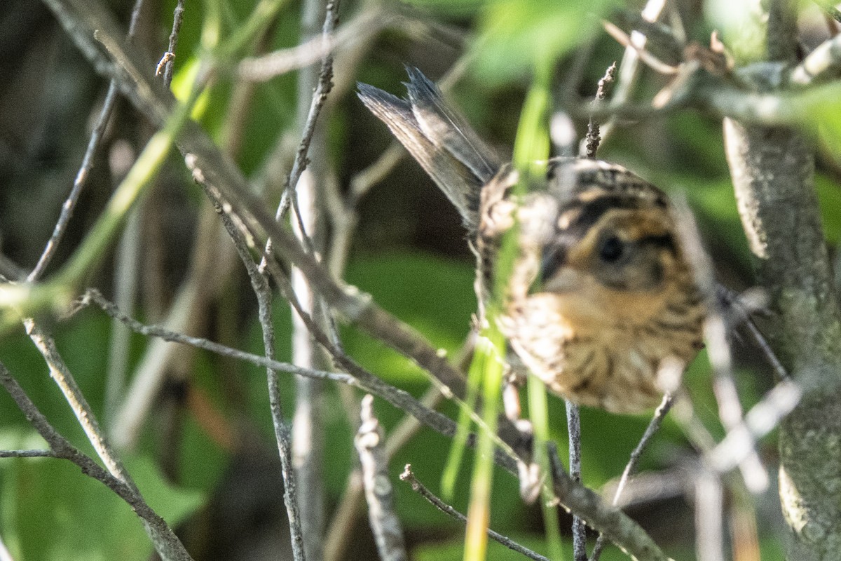 Saltmarsh Sparrow - ML170025391