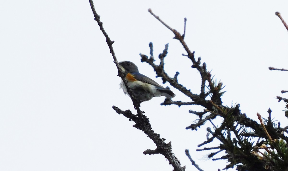 Red-flanked Bluetail - ML170025871