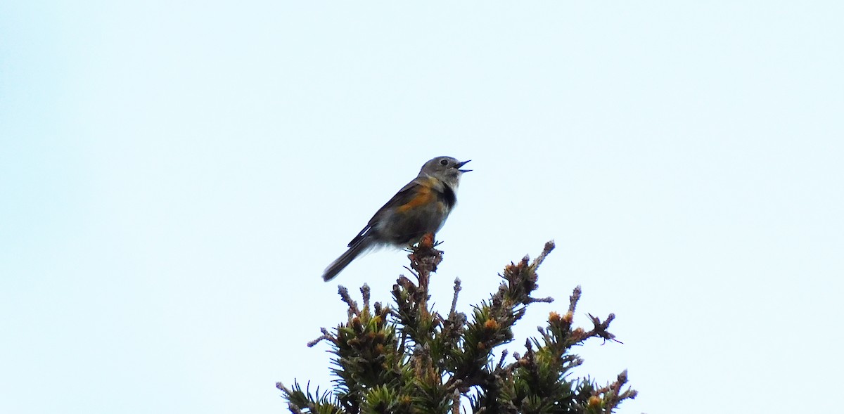 Red-flanked Bluetail - ML170025881