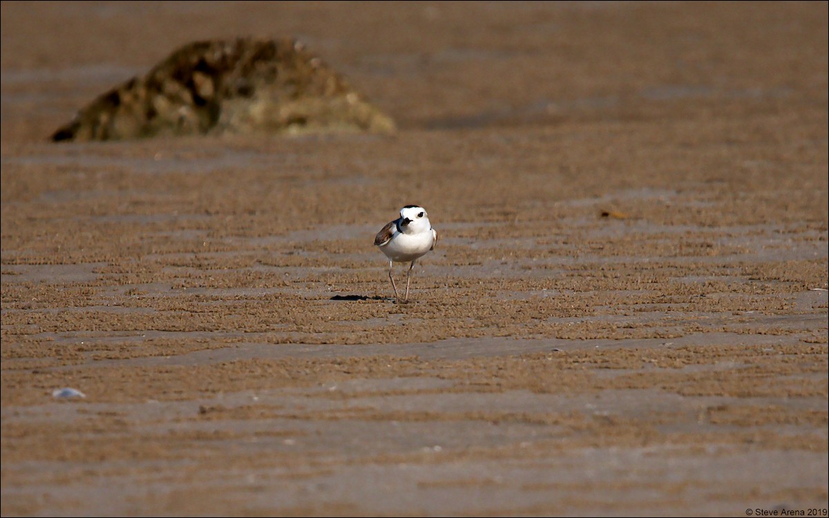 White-faced Plover - Anonymous