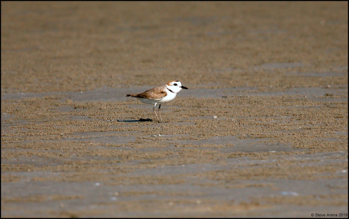 White-faced Plover - Anonymous