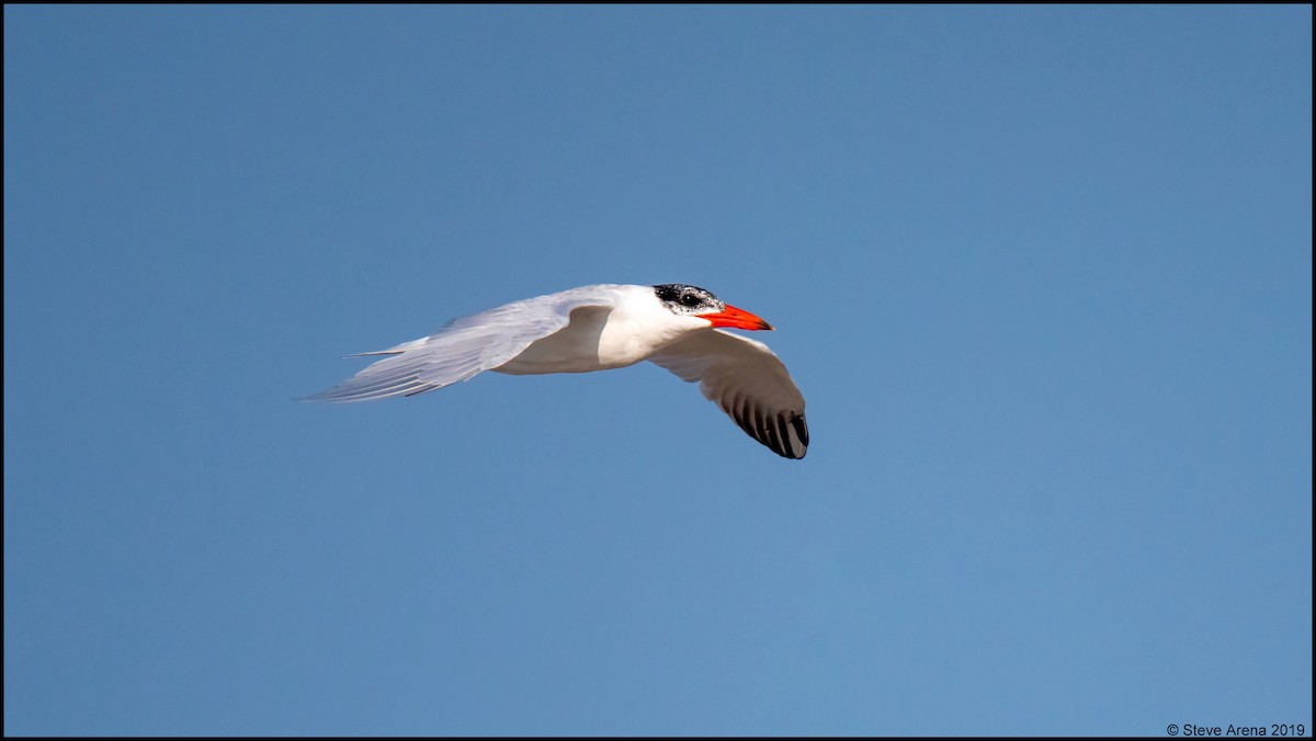 Caspian Tern - ML170026361