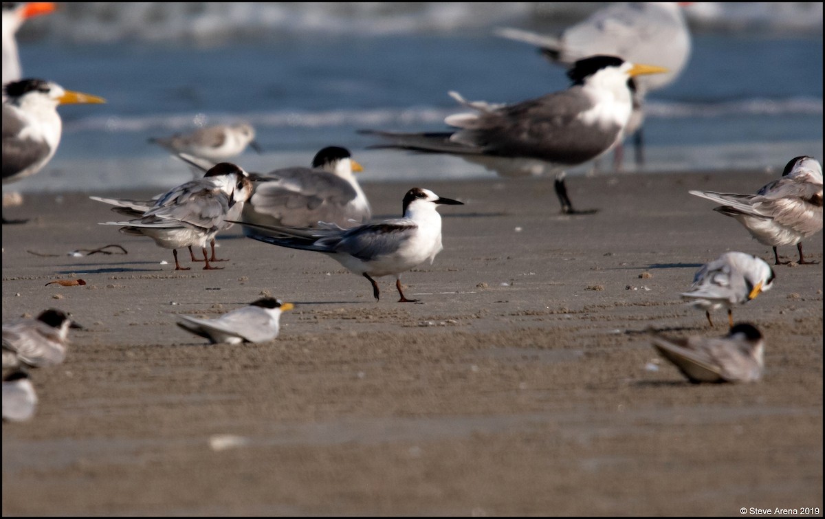 Common Tern - Anonymous