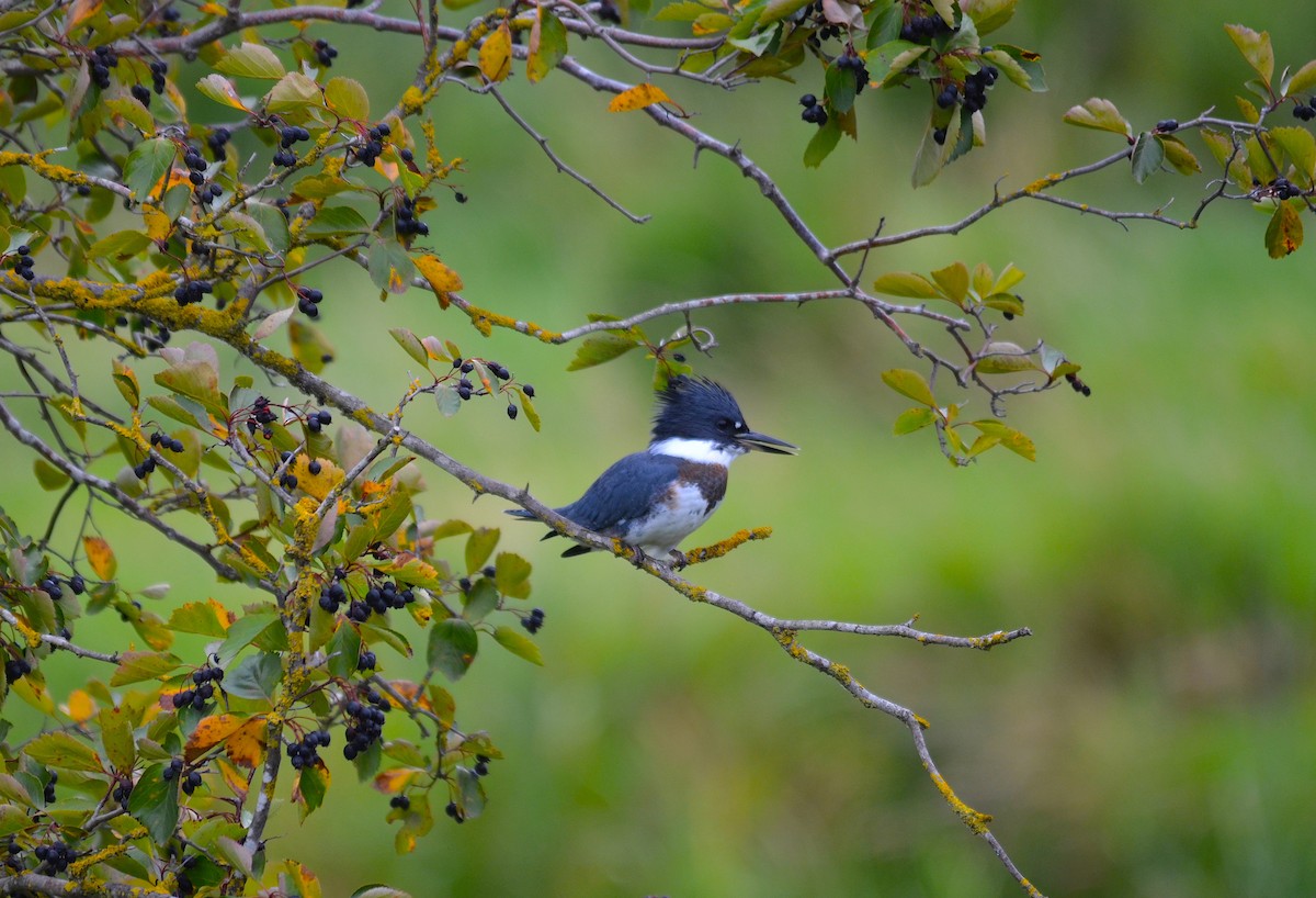 Belted Kingfisher - ML170026661