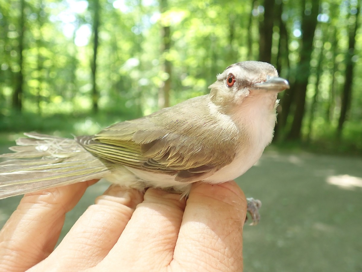 Vireo Ojirrojo - ML170026721