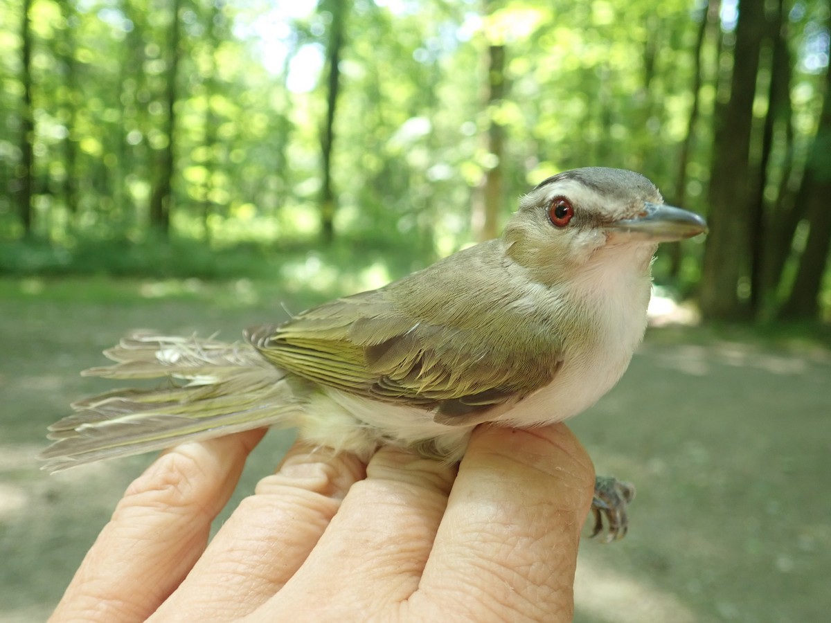 Vireo Ojirrojo - ML170026791